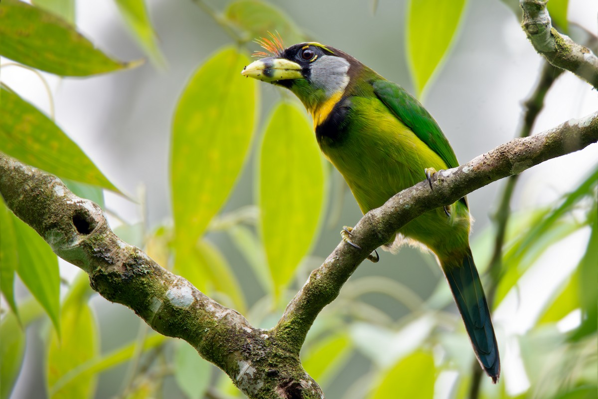 Fire-tufted Barbet - ML620333724