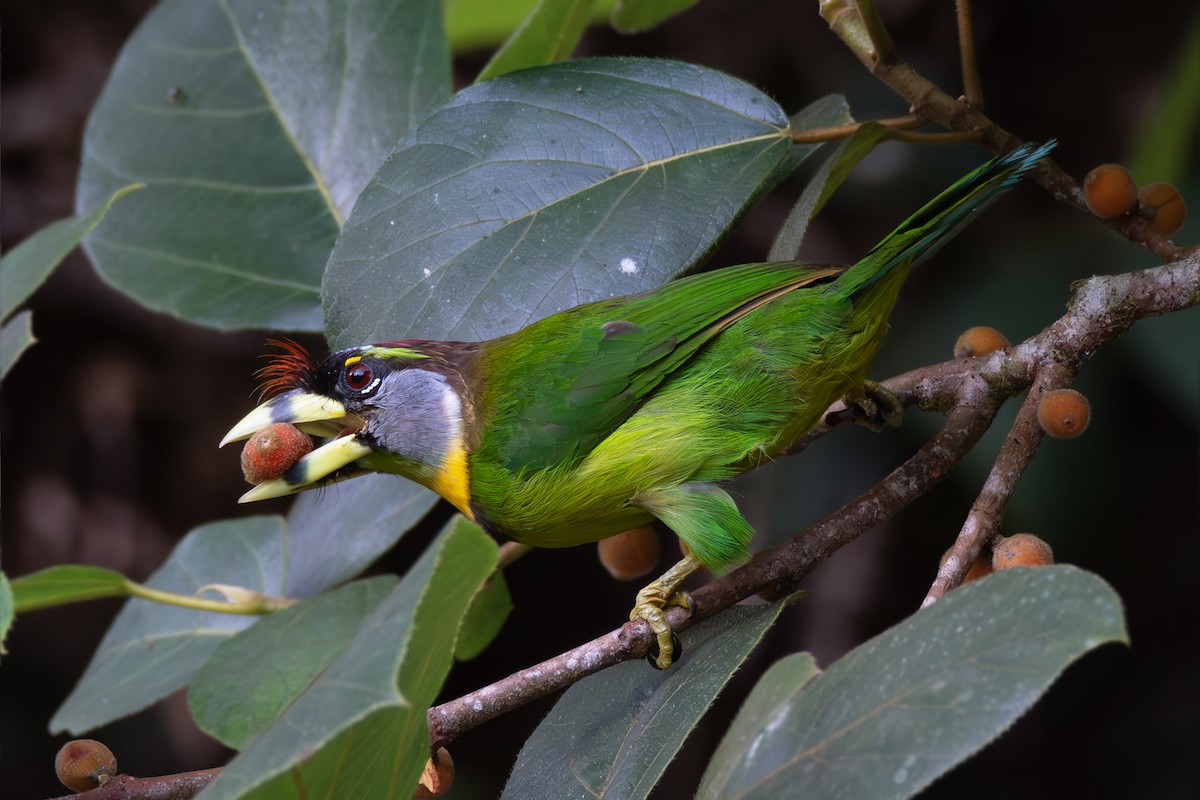 Fire-tufted Barbet - ML620333725