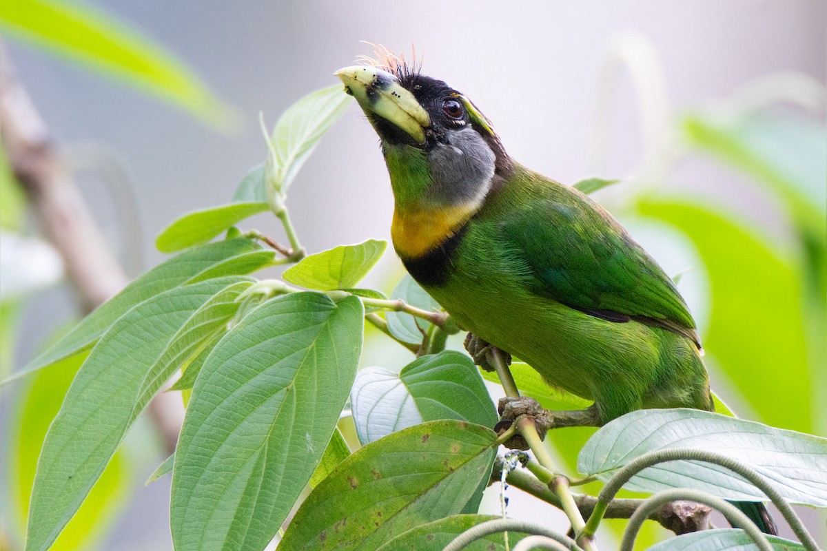 Fire-tufted Barbet - ML620333726