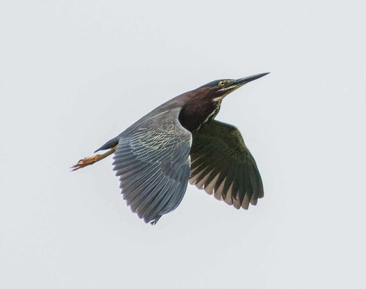 Green Heron - ML620333731