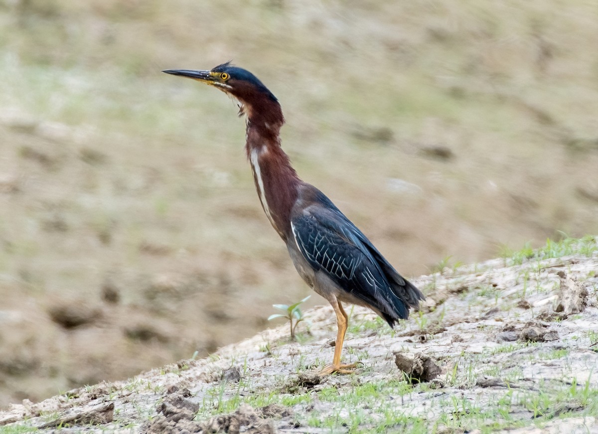 Green Heron - ML620333732