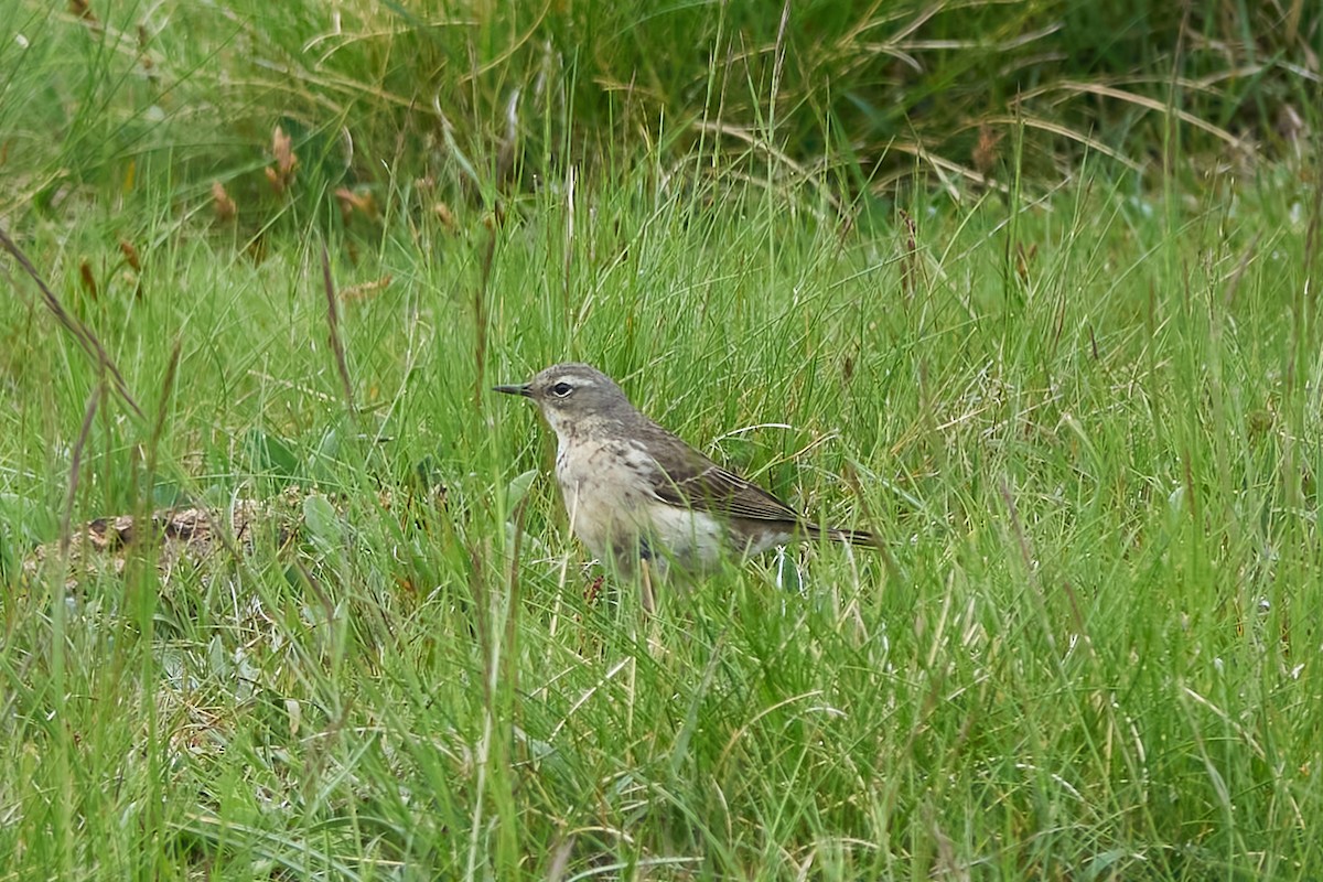 Water Pipit - ML620333735
