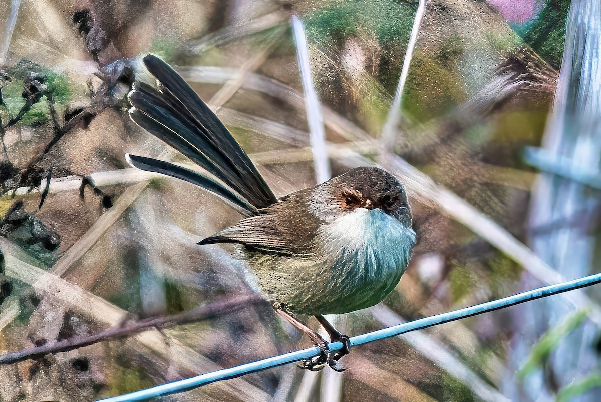 Superb Fairywren - ML620333741