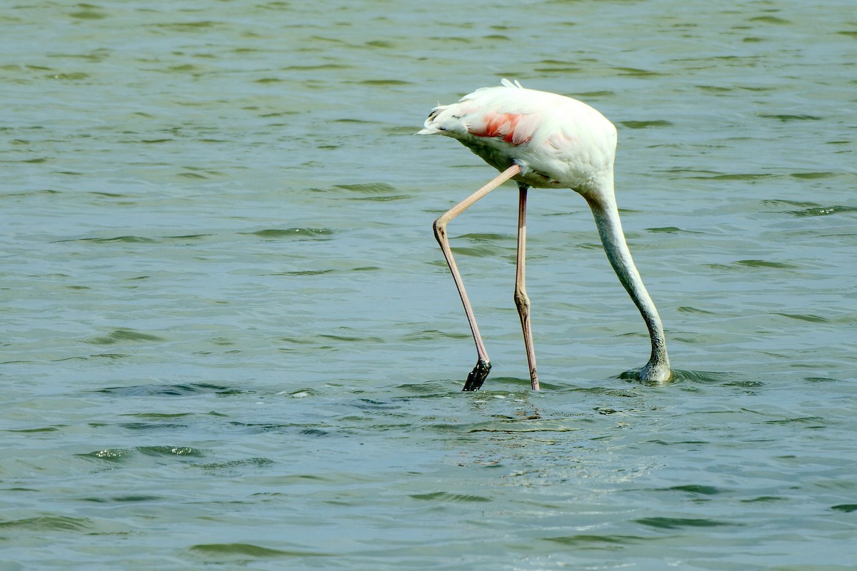 Greater Flamingo - leon berthou