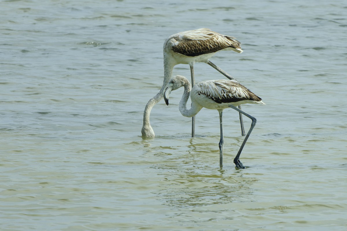 Greater Flamingo - ML620333748