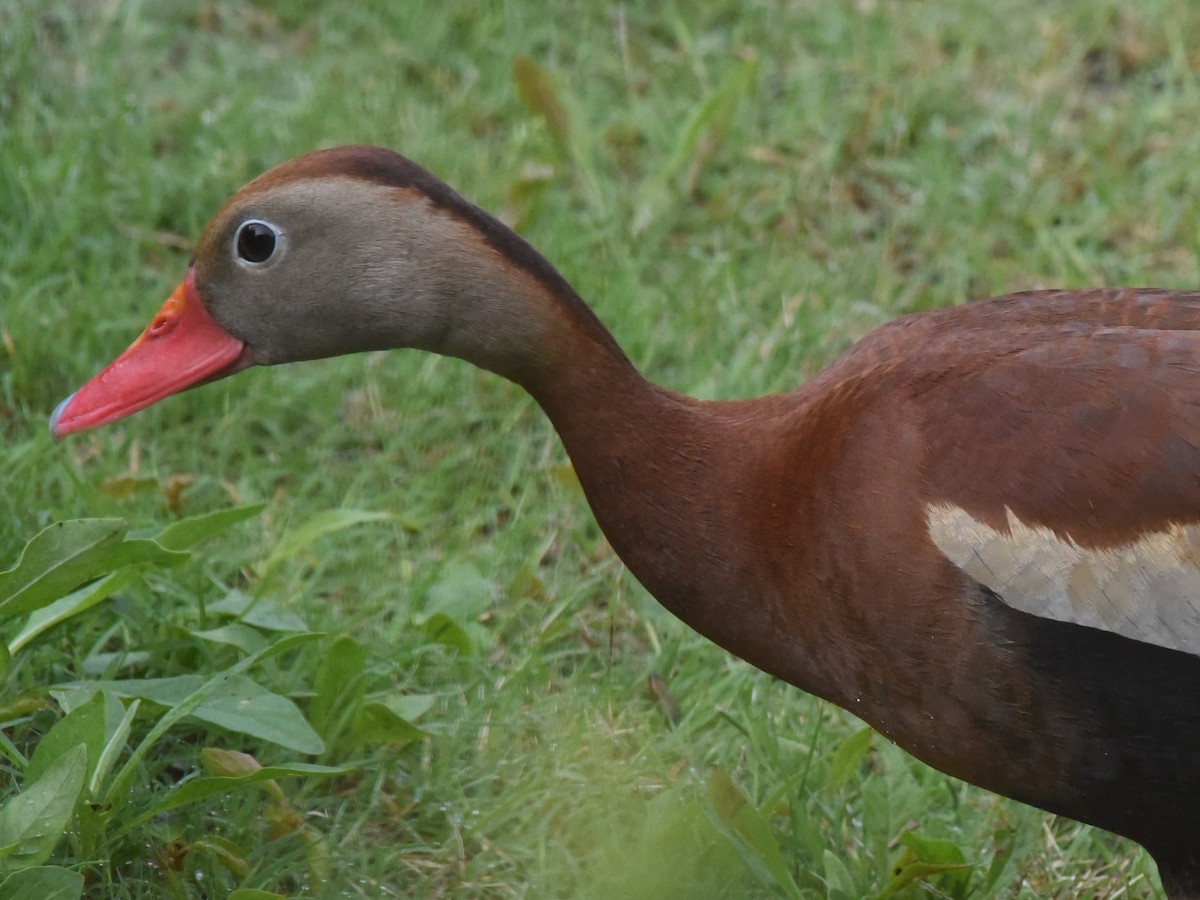 Black-bellied Whistling-Duck - ML620333758