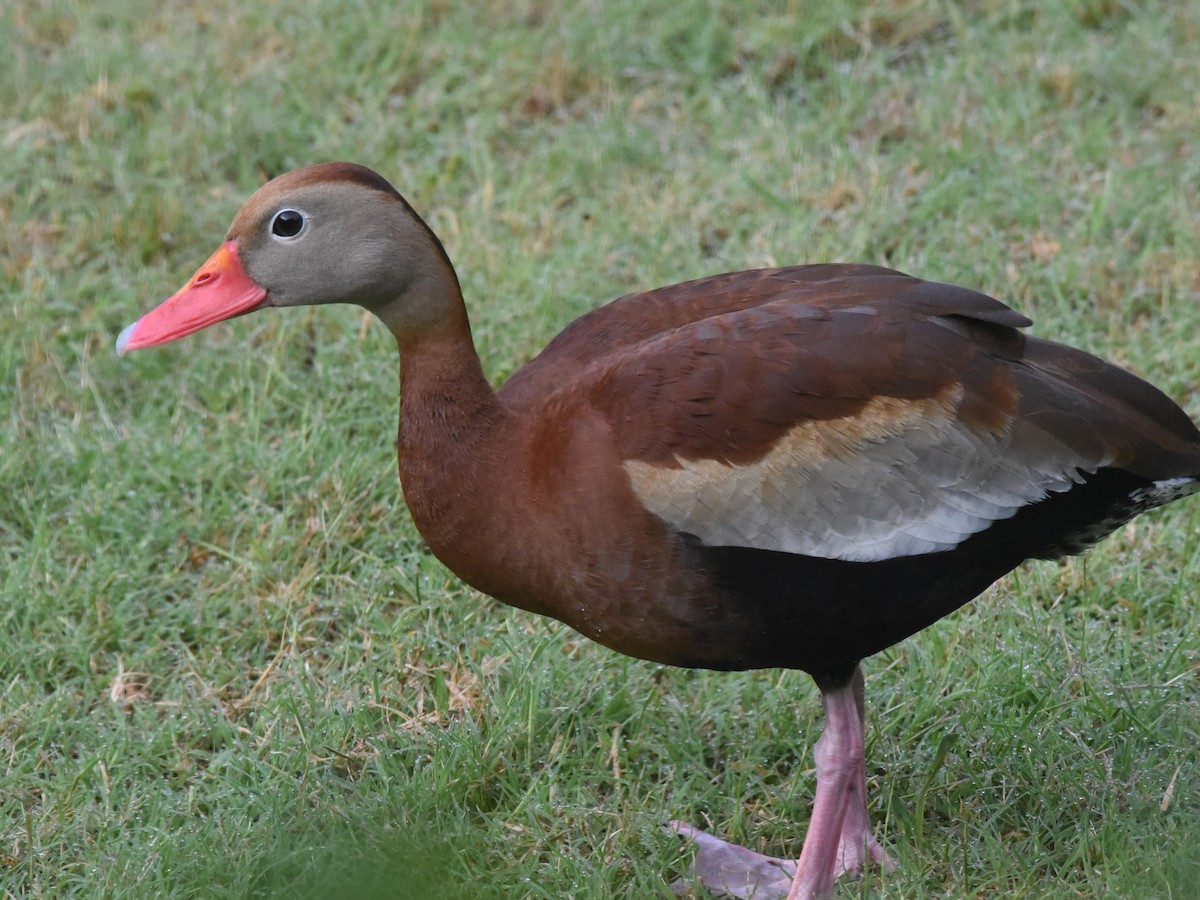 Dendrocygne à ventre noir - ML620333759