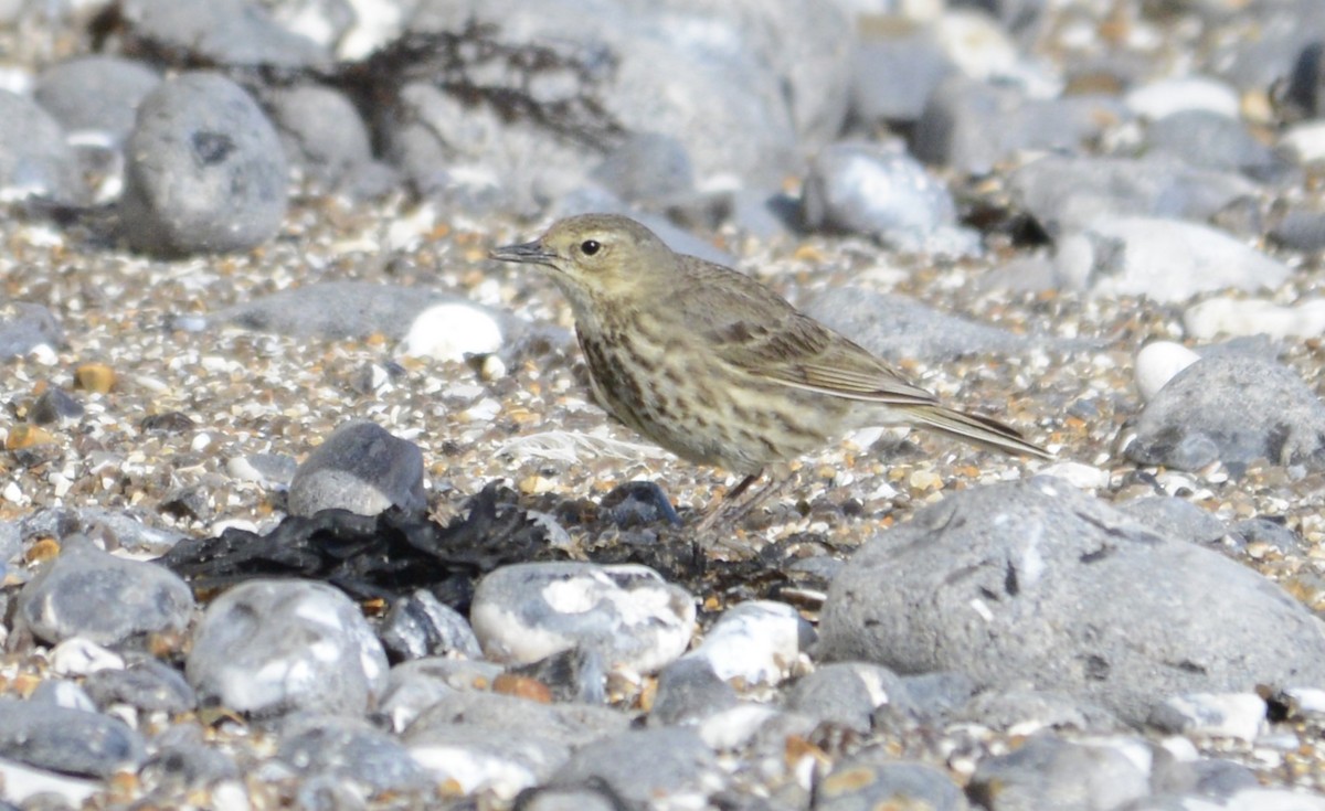 Rock Pipit - ML620333767