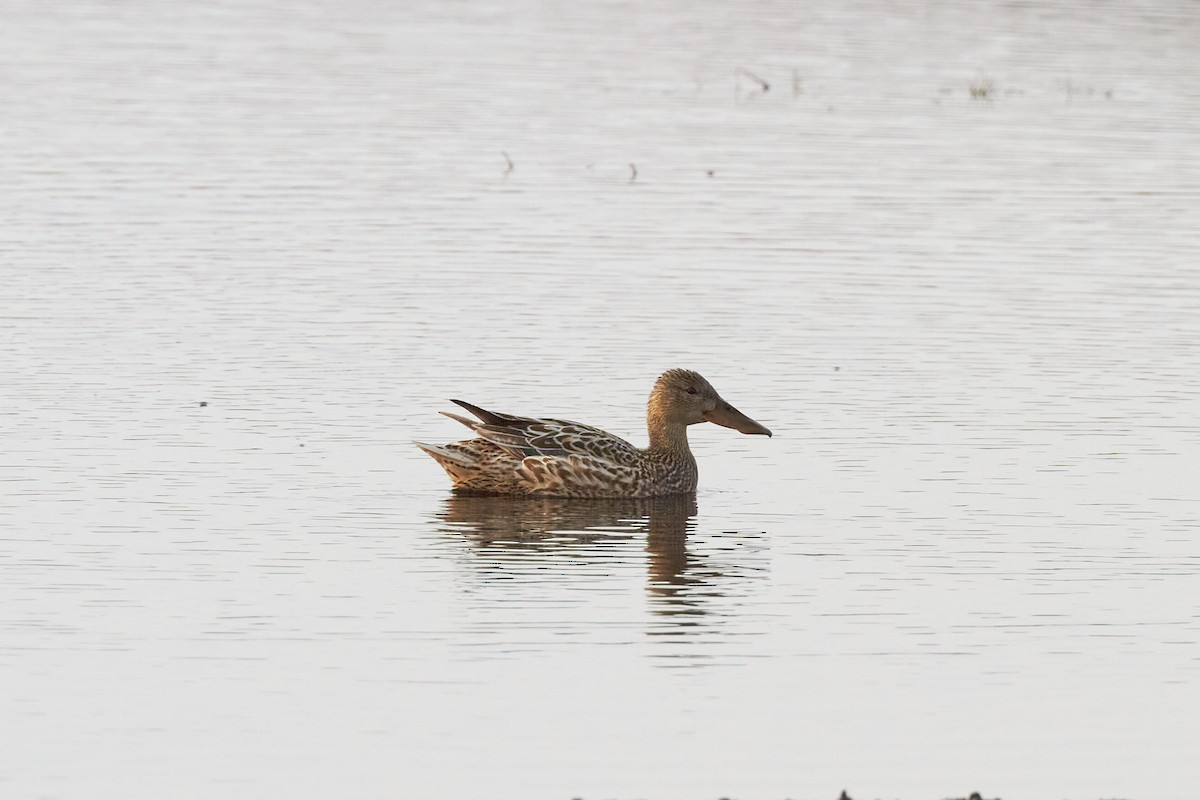 Northern Shoveler - ML620333775