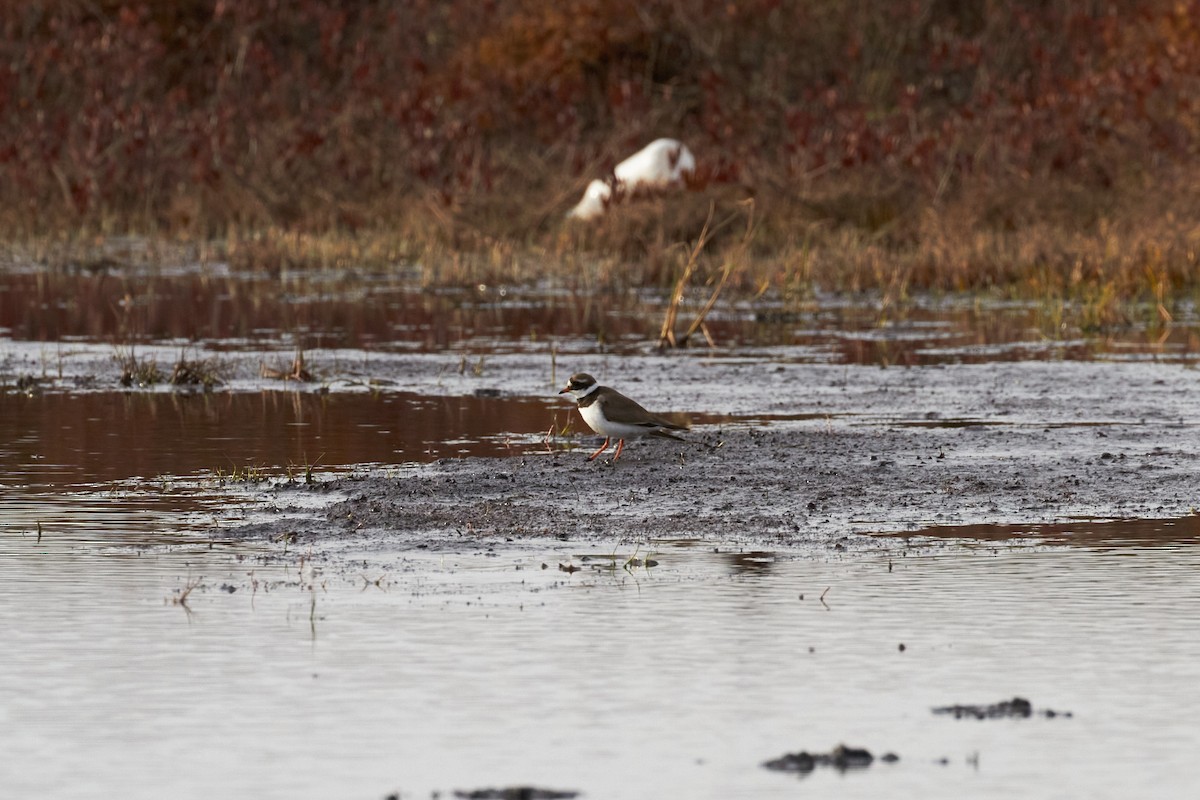 Common Ringed Plover - ML620333781