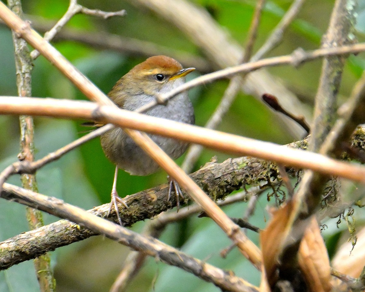 Gray-sided Bush Warbler - ML620333787