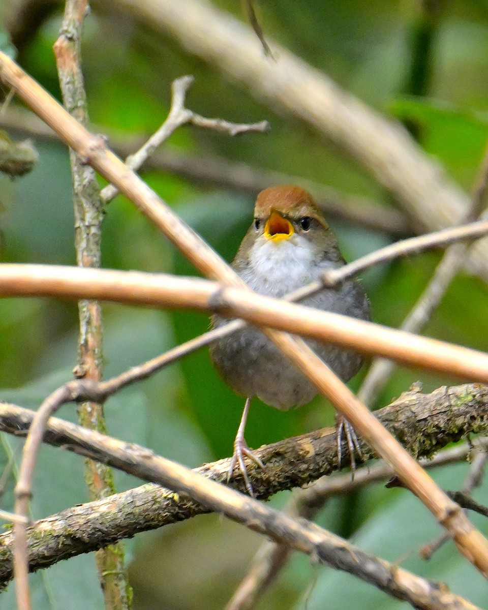 Gray-sided Bush Warbler - ML620333789