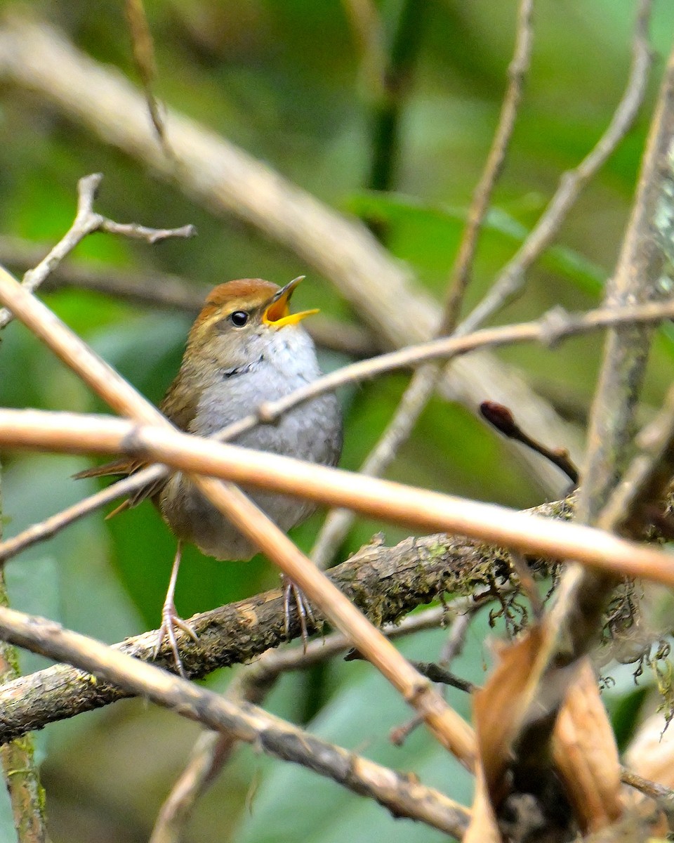 Gray-sided Bush Warbler - ML620333790