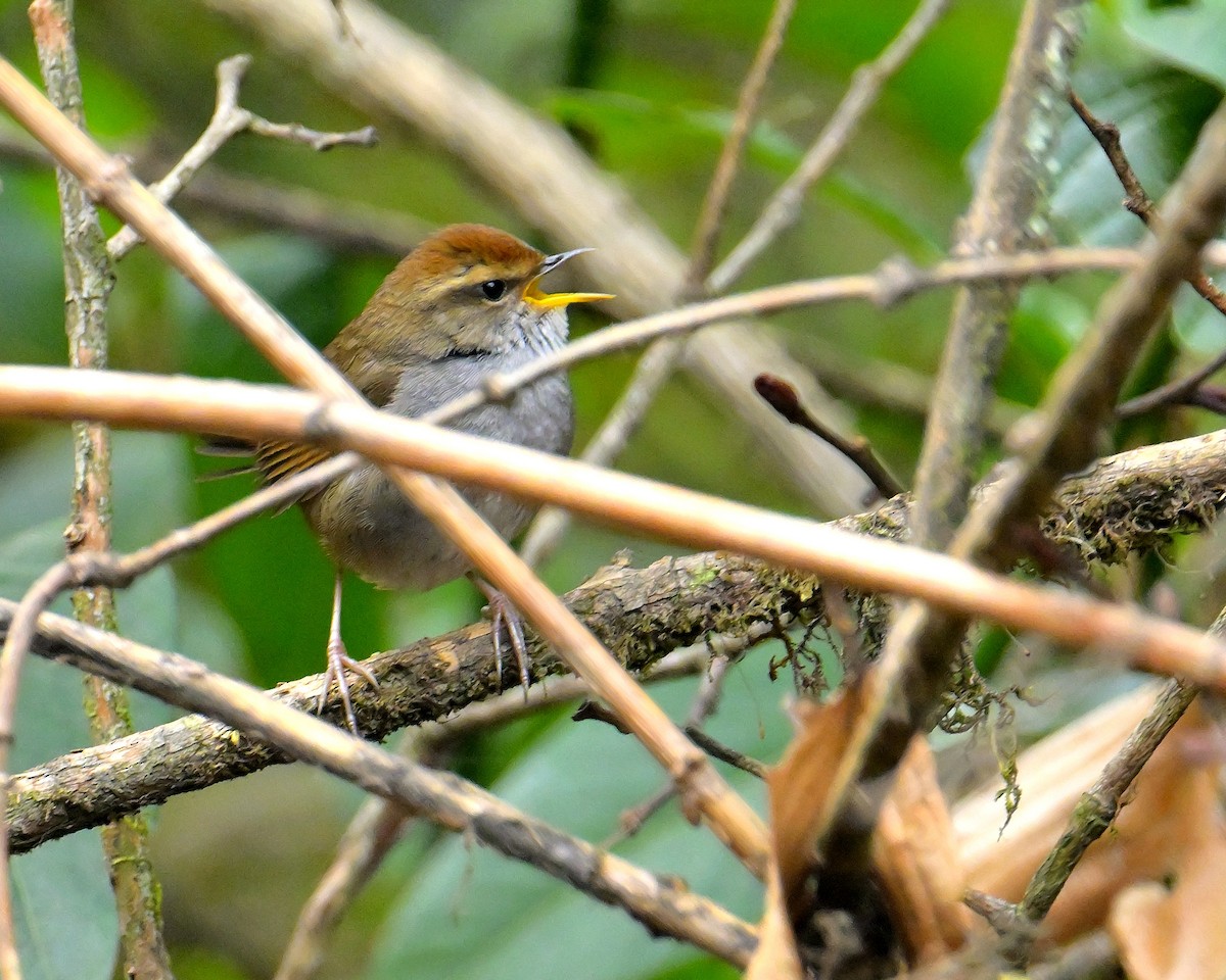 Gray-sided Bush Warbler - ML620333791