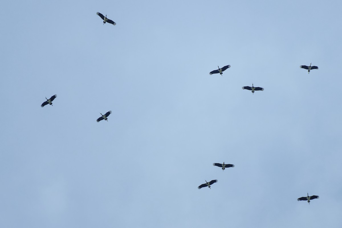 Black Stork - ML620333793