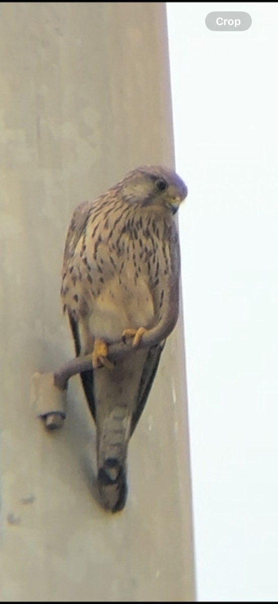 Eurasian Kestrel - ML620333798