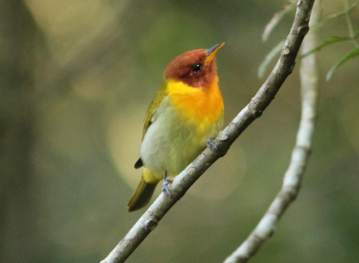 Rufous-headed Tanager - ML620333806