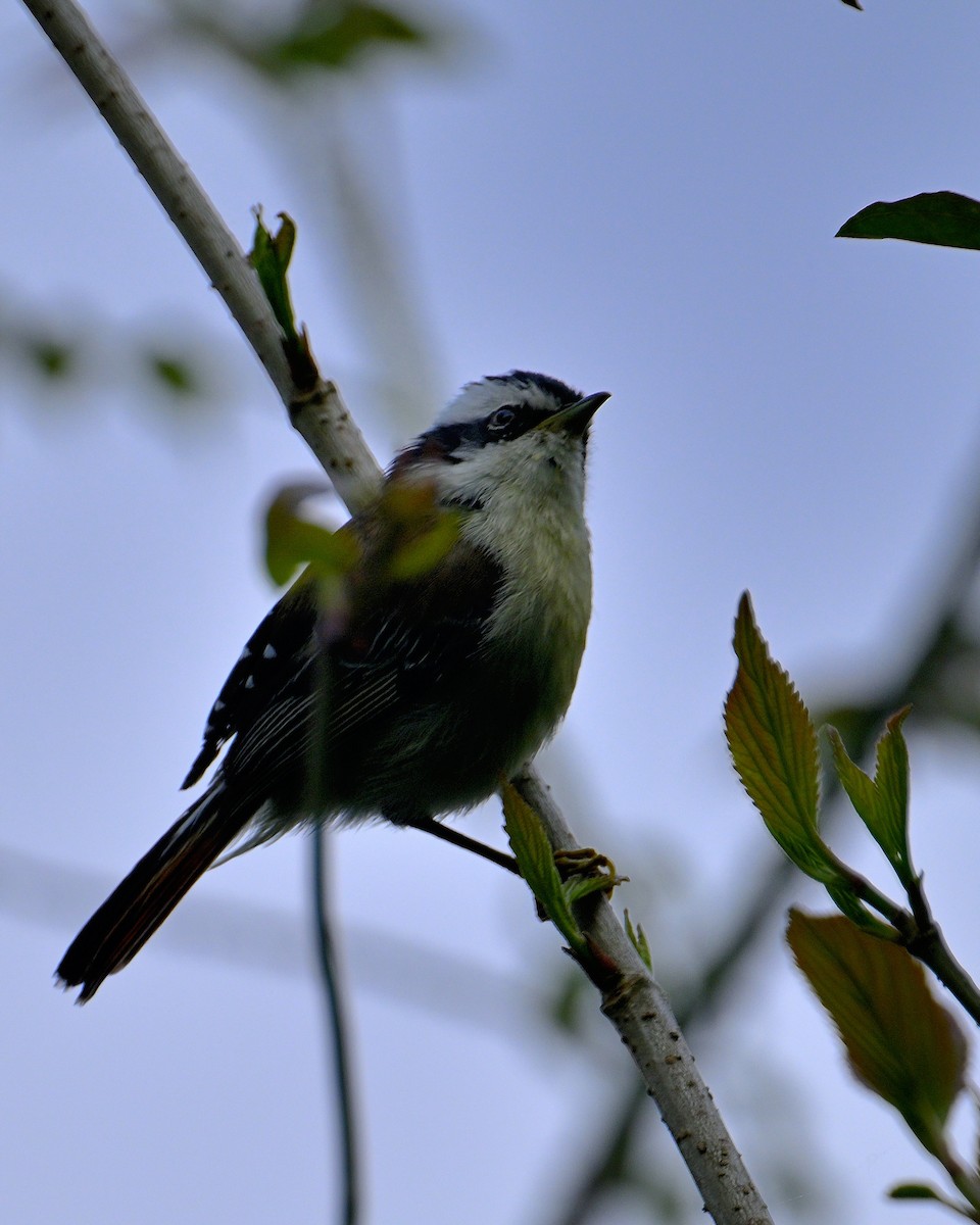 Red-tailed Minla - ML620333818