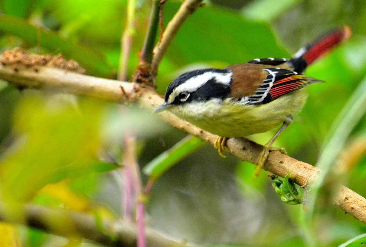 Red-tailed Minla - ML620333822