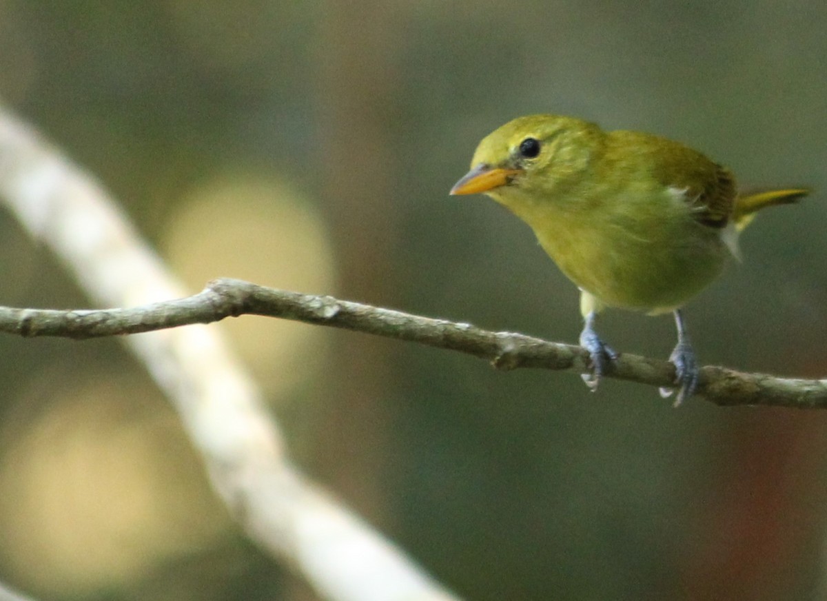 Rufous-headed Tanager - ML620333828