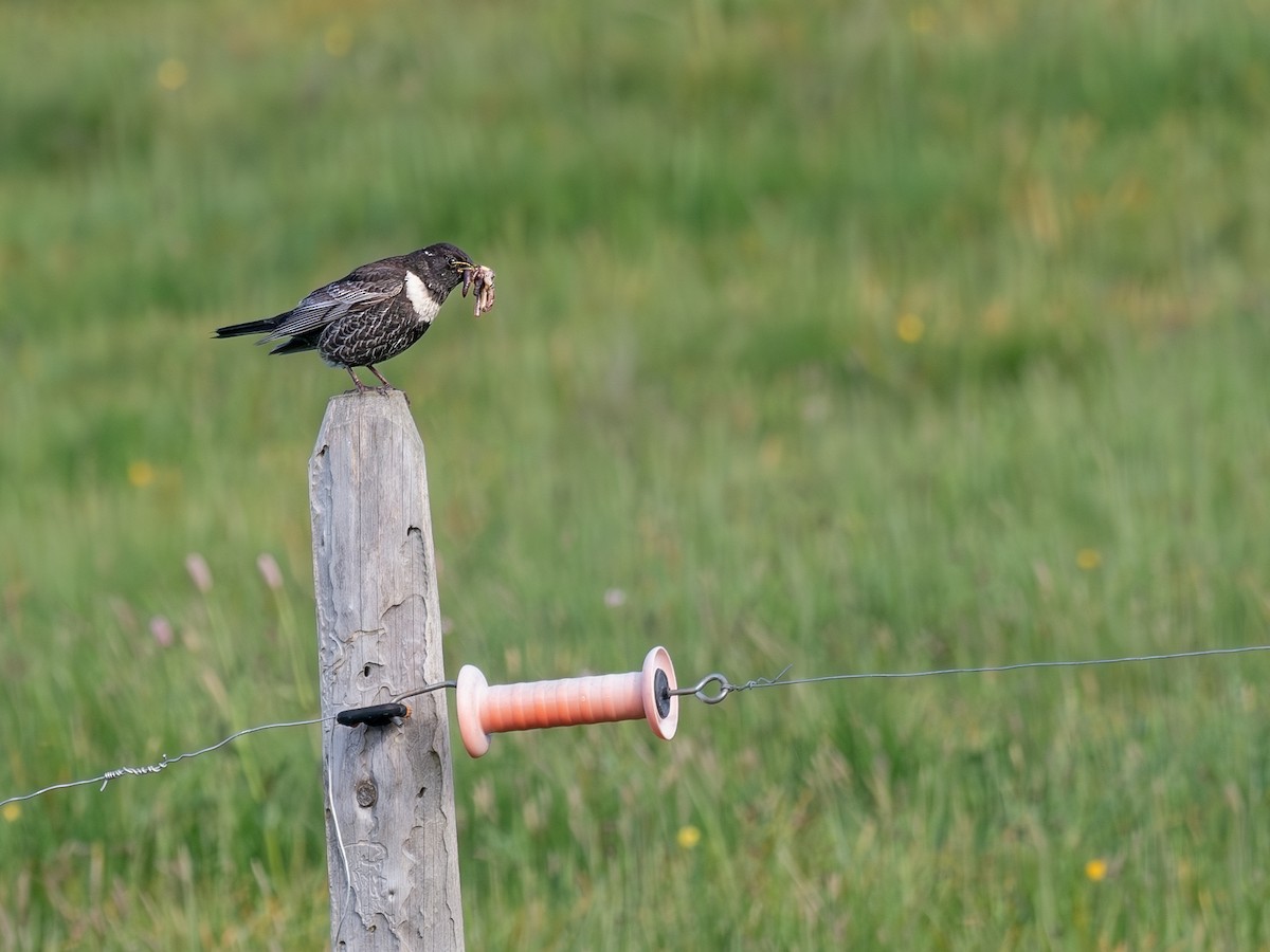 Ring Ouzel - ML620333832