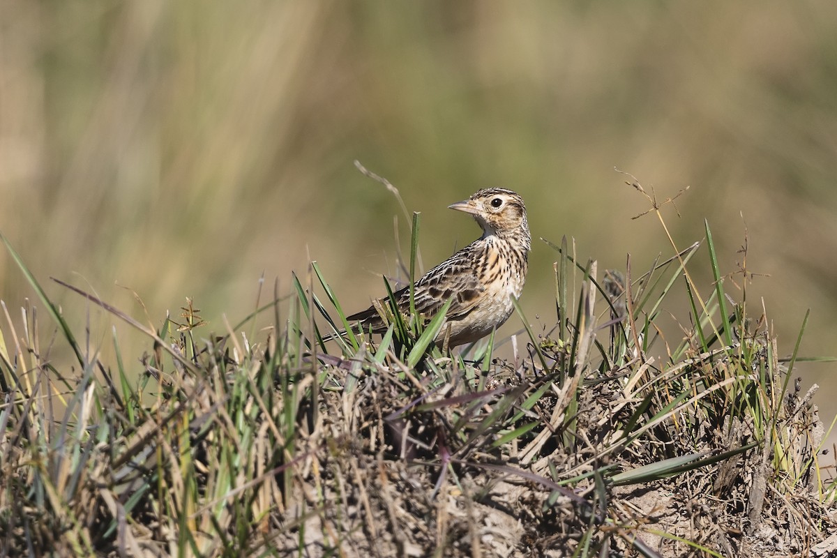 Oriental Skylark - ML620333850