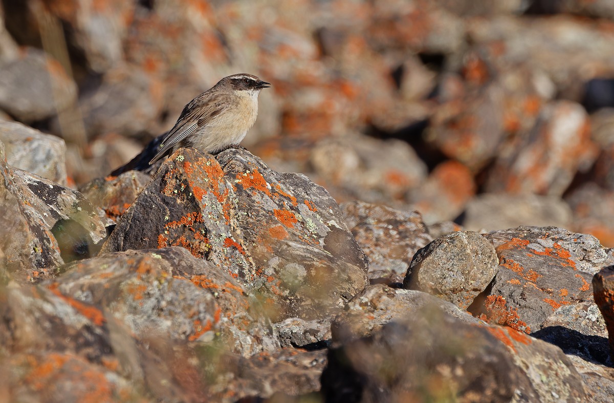 Brown Accentor - ML620333852