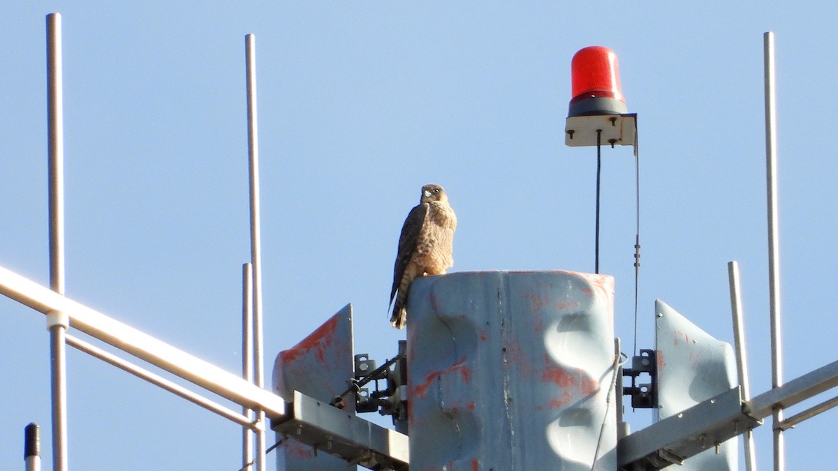 Peregrine Falcon - ML620333860