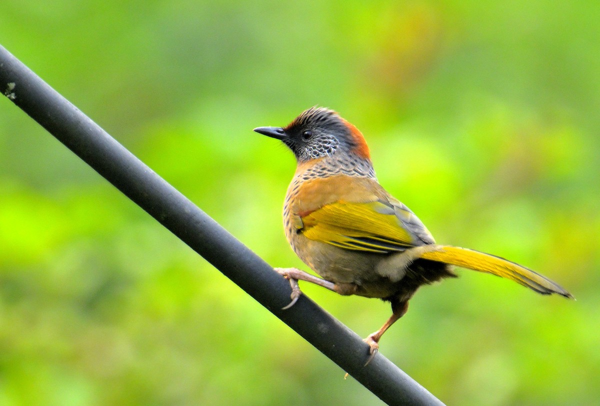 Chestnut-crowned Laughingthrush - ML620333871
