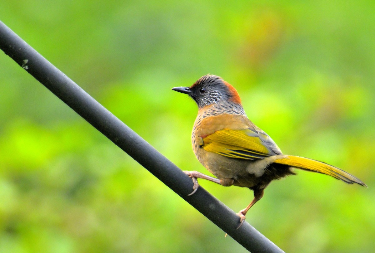 Chestnut-crowned Laughingthrush - ML620333872