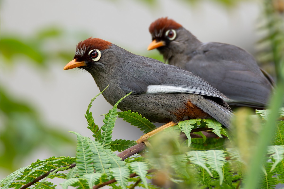 Chestnut-capped Laughingthrush - Phakawat Kittikhunodom