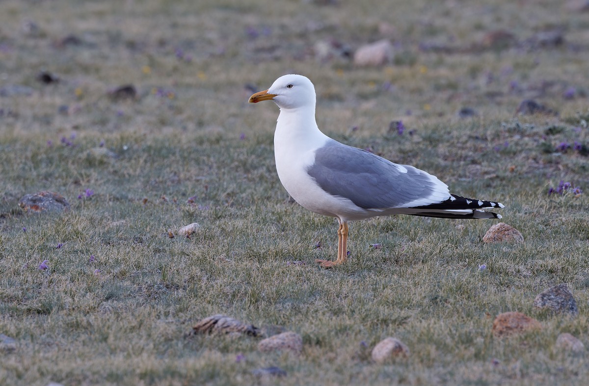 Mongolian Gull - Robert Hutchinson / Birdtour Asia
