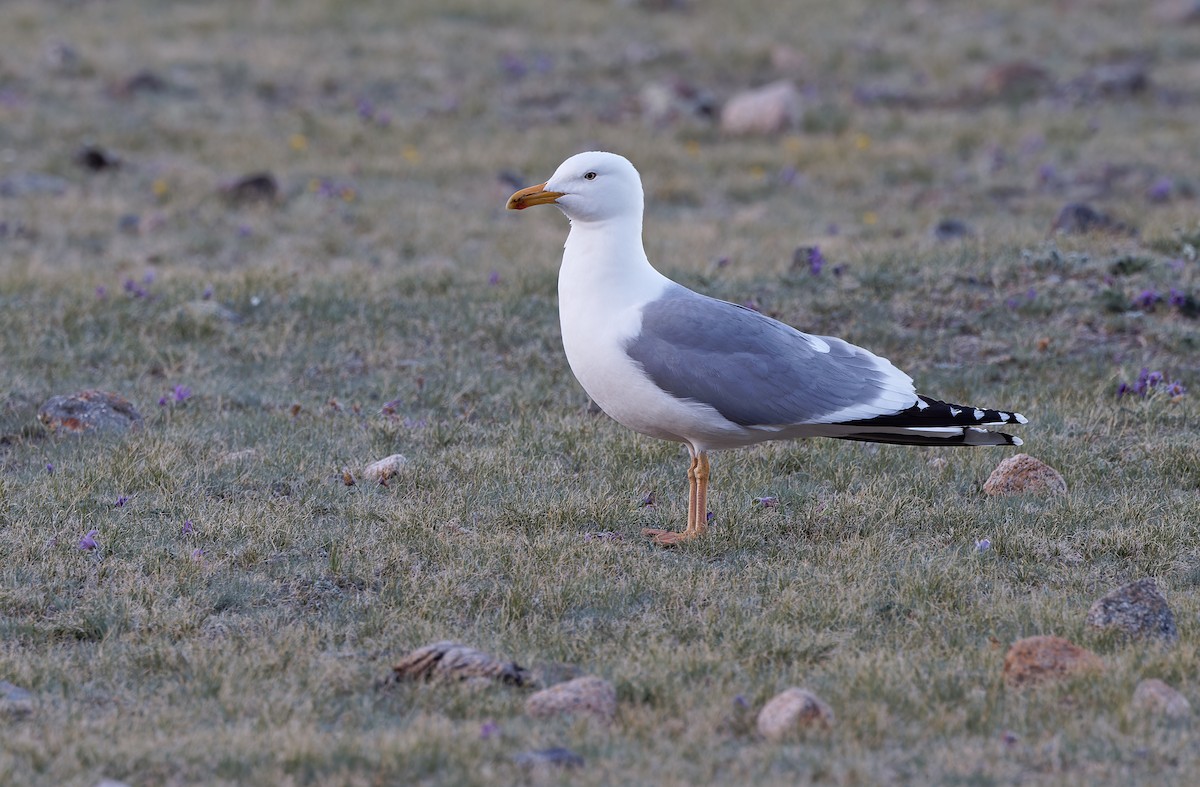 Herring Gull (Mongolian) - ML620333874