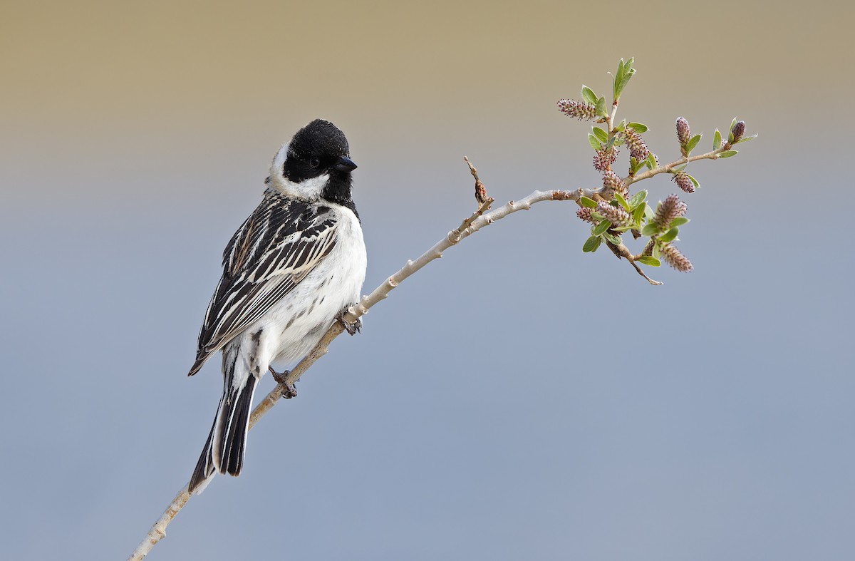 Pallas's Bunting - ML620333890