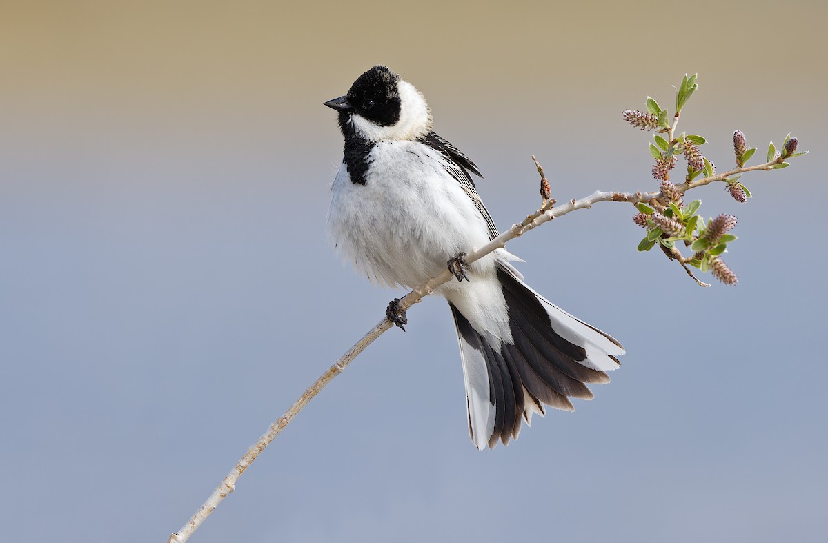 Pallas's Bunting - ML620333891