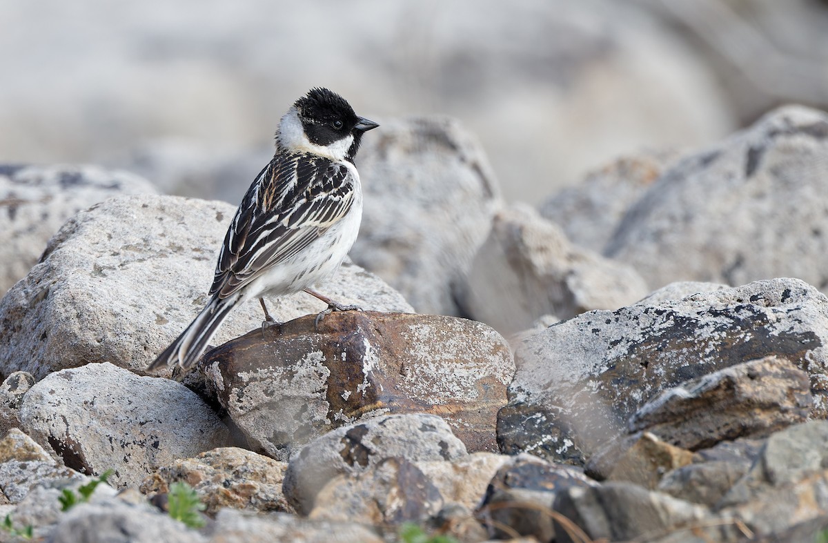 Pallas's Bunting - Robert Hutchinson