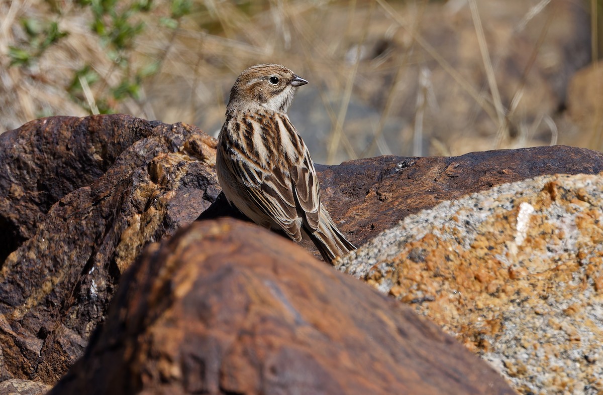 Pallas's Bunting - ML620333894