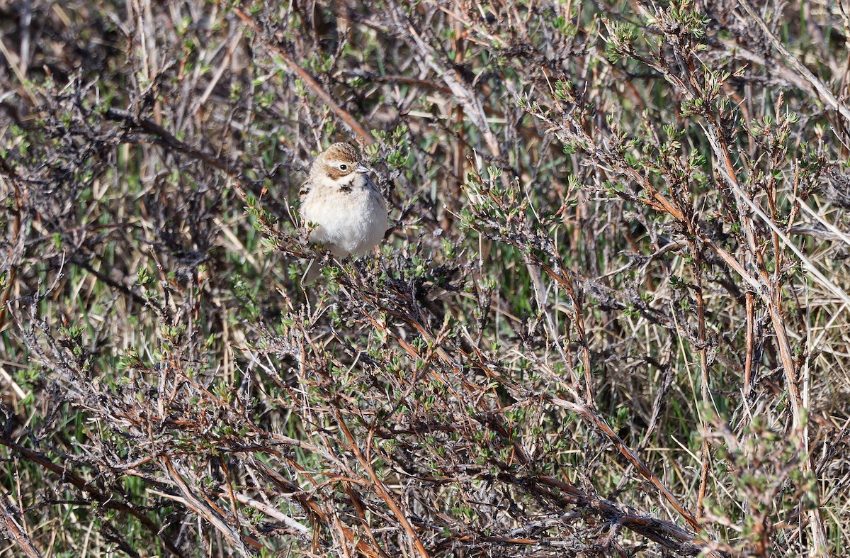 Pallas's Bunting - ML620333895