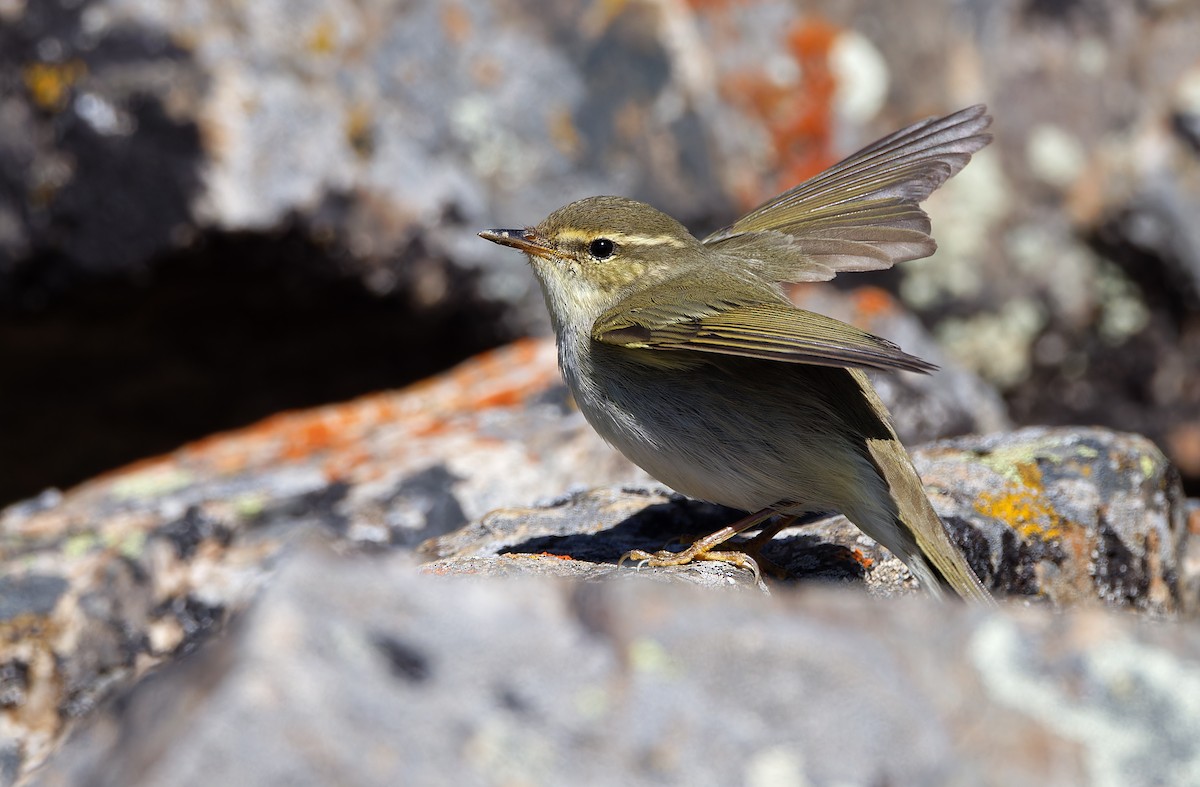 Two-barred Warbler - ML620333902