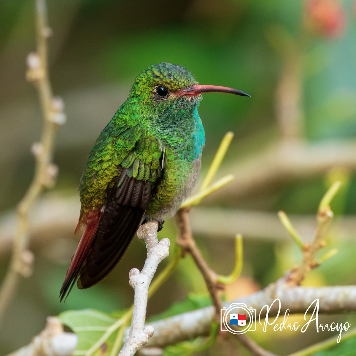 Rufous-tailed Hummingbird - ML620333917