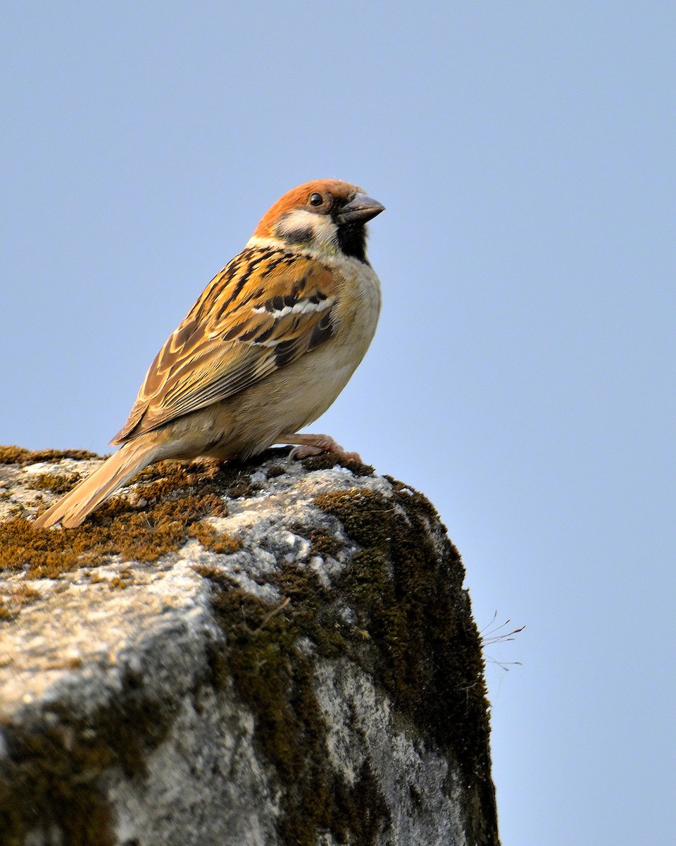 Eurasian Tree Sparrow - ML620333919