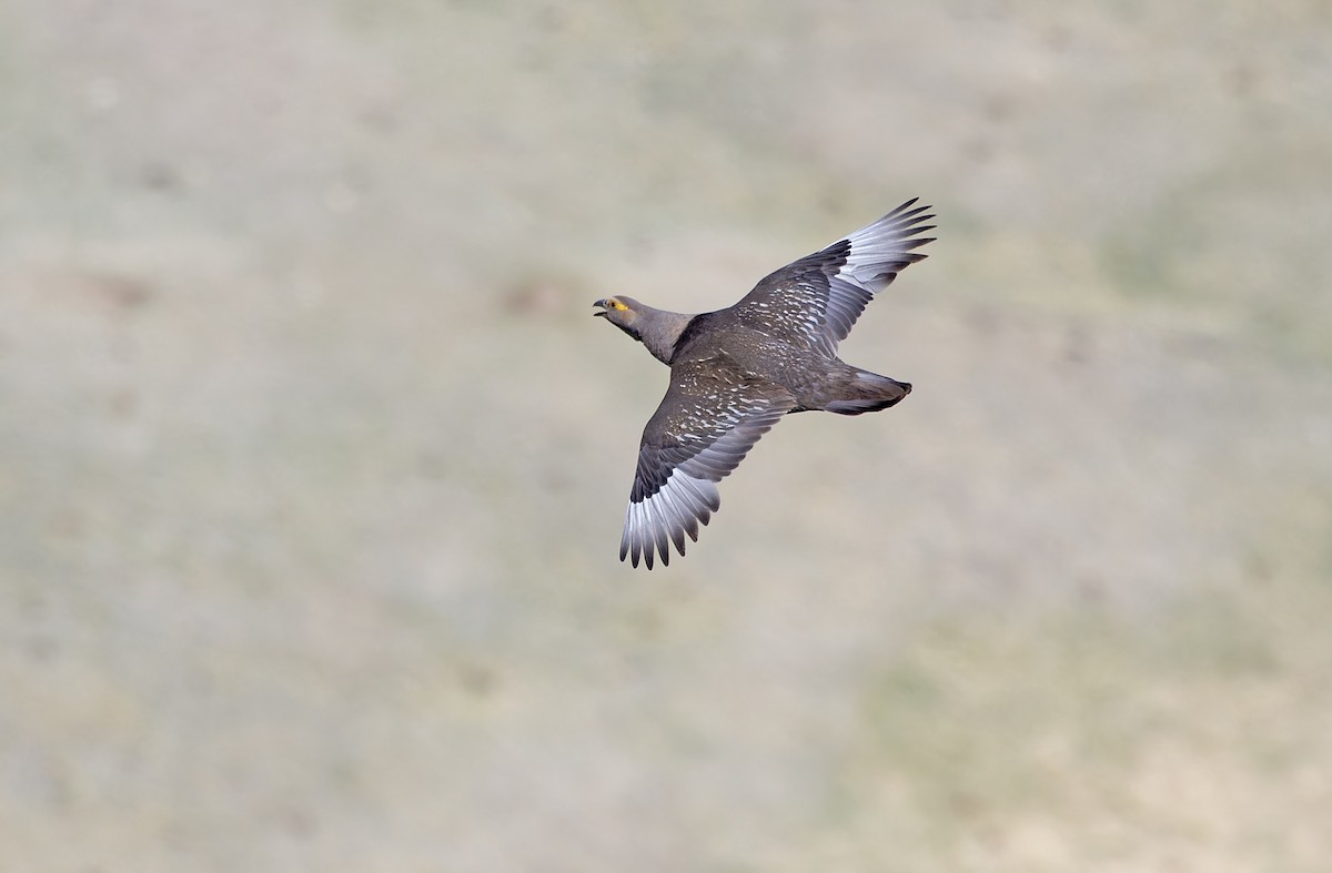 Altai Snowcock - ML620333924