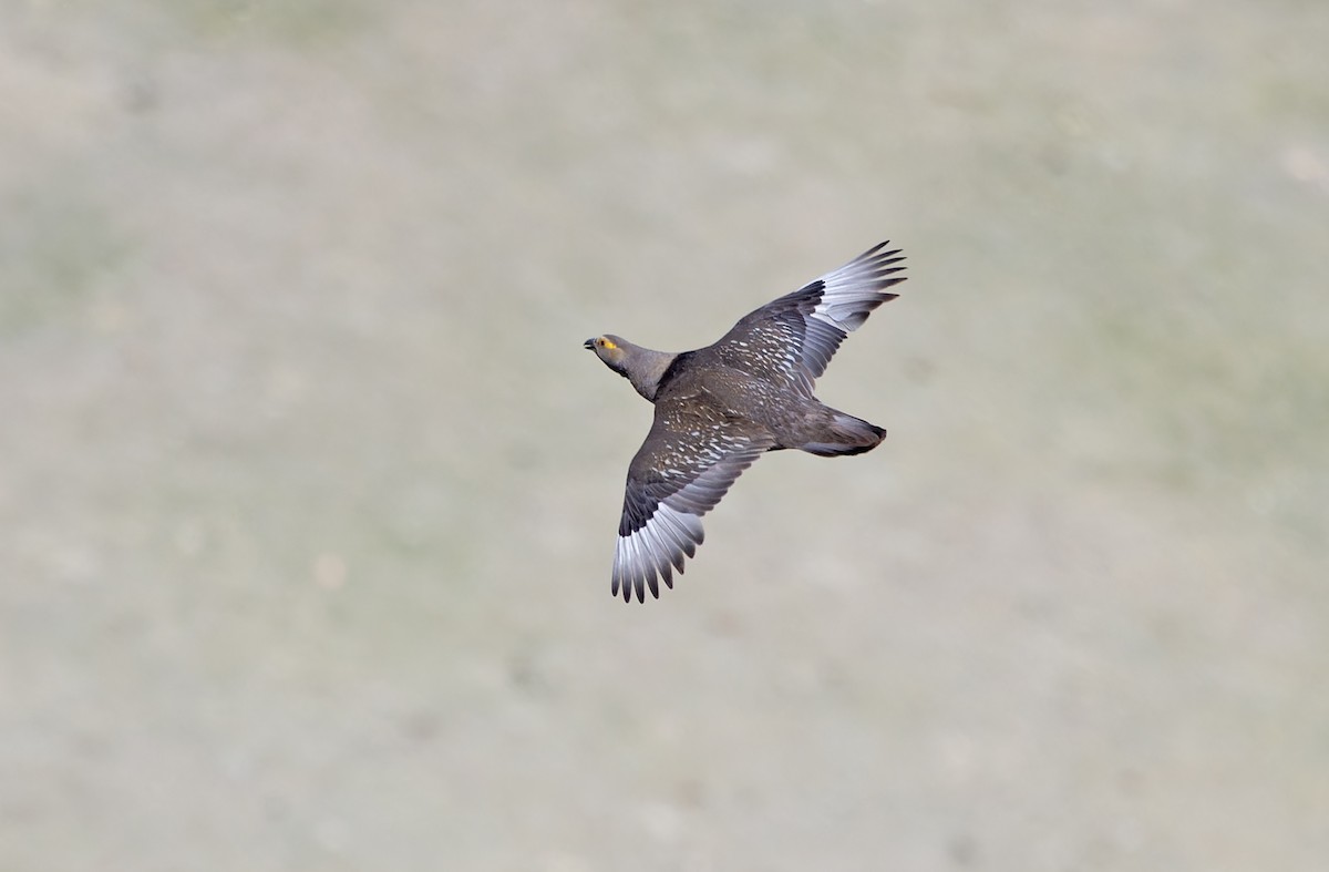 Altai Snowcock - ML620333925