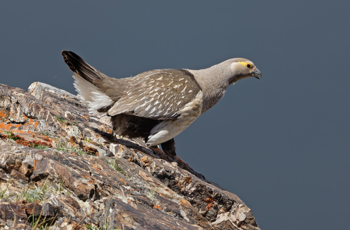 Altai Snowcock - ML620333926