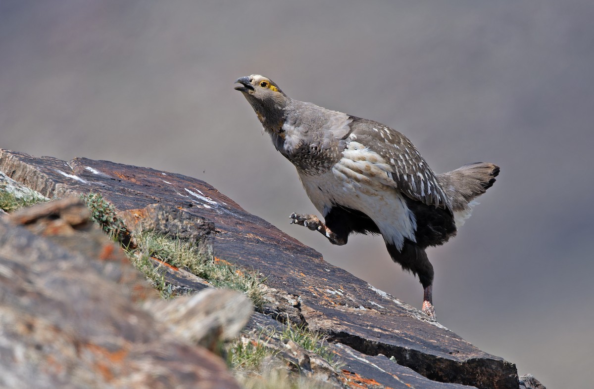 Altai Snowcock - ML620333930