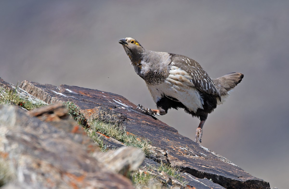 Altai Snowcock - ML620333931