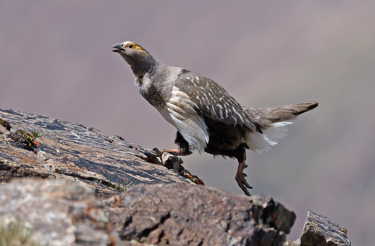 Altai Snowcock - Robert Hutchinson