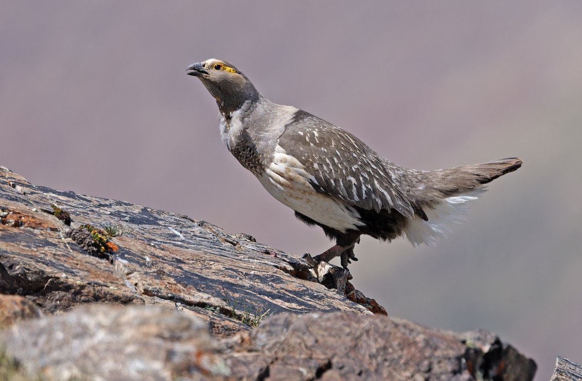 Altai Snowcock - ML620333934