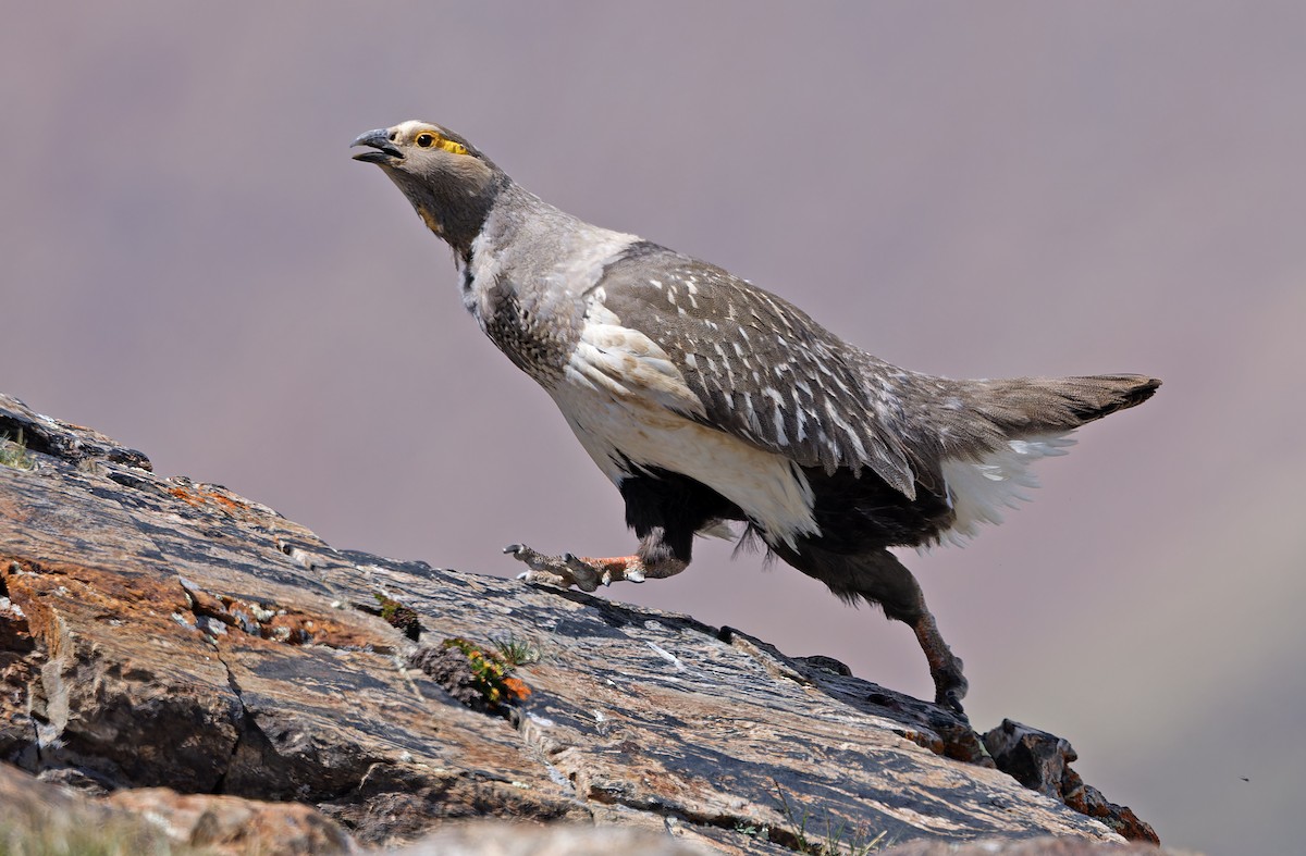 Altai Snowcock - ML620333935