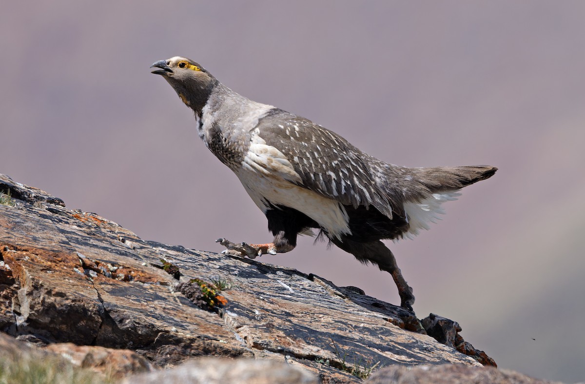 Altai Snowcock - ML620333936